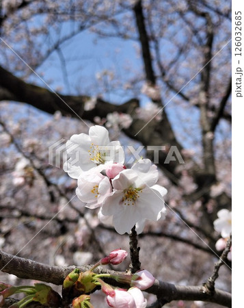 春の岩手、北上展勝地の桜 126032685