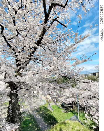 春の岩手、盛岡城跡公園の晴れた日の桜 126032686