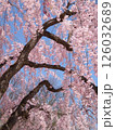 春の山形、霞城公園の満開の桜 126032689