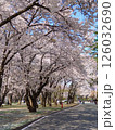 春の山形、霞城公園の満開の桜並木 126032690