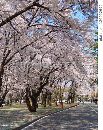 春の山形、霞城公園の満開の桜並木 春の山形、霞城公園の満開の桜並木 126032690