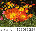 春の栃木、あしかがフラワーパークの花壇 126033289