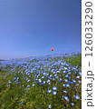 春の茨城、ひたち海浜公園のネモフィラ 126033290