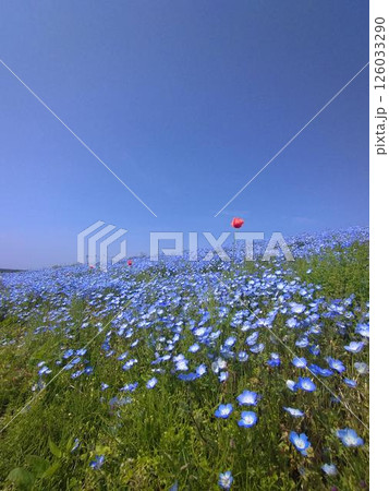 春の茨城、ひたち海浜公園のネモフィラ 春の茨城、ひたち海浜公園のネモフィラ 126033290