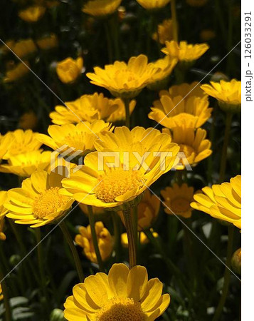春の栃木、あしかがフラワーパークの花壇 126033291