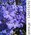 春の栃木、あしかがフラワーパークの花壇 126033292