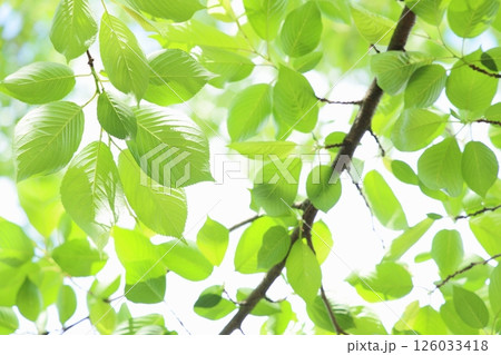 桜の若葉のクローズアップ 【葉桜】 【空背景】 126033418