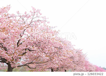 長野県飯田市 天龍峡八重桜街道の満開の八重桜 【白背景】 【空背景】 126033422
