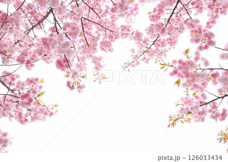 満開の八重桜（花笠） 【白背景】 【空背景】 126033434