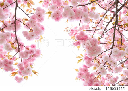 満開の八重桜(花笠) 【白背景】 【空背景】 満開の八重桜(花笠) 【白背景】 【空背景】 126033435