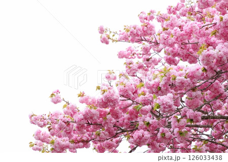満開の八重桜(紅華) 【白背景】 【空背景】 満開の八重桜(紅華) 【白背景】 【空背景】 126033438