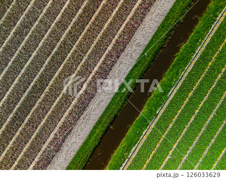 Aerial view of colorful agricultural fields with perfectly aligned rows, creating a stunning geometric pattern of green, purple, and brown crops divided water canal. Aerial view of colorful agricultural fields with perfectly aligned rows, creating a stunning geometric pattern of green, purple, and brown crops divided water canal. 126033629