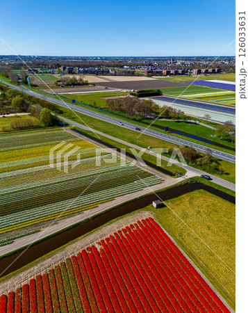 Aerial view of vibrant tulip fields in full bloom, surrounding industrial buildings in a rural landscape. Colorful rows of flowers stretch toward the horizon, blending nature with agriculture. Aerial view of vibrant tulip fields in full bloom, surrounding industrial buildings in a rural landscape. Colorful rows of flowers stretch toward the horizon, blending nature with agriculture. 126033631
