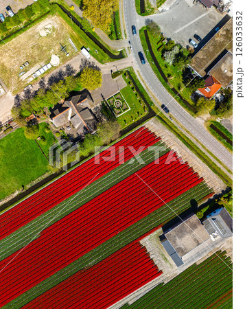 Aerial view of vibrant tulip fields in full bloom, surrounding industrial buildings in a rural landscape. Colorful rows of flowers stretch toward the horizon, blending nature with agriculture. Aerial view of vibrant tulip fields in full bloom, surrounding industrial buildings in a rural landscape. Colorful rows of flowers stretch toward the horizon, blending nature with agriculture. 126033632