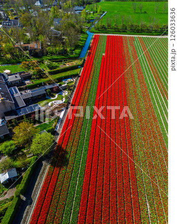 Aerial view of vibrant tulip fields in full bloom, surrounding industrial buildings in a rural landscape. Colorful rows of flowers stretch toward the horizon, blending nature with agriculture. Aerial view of vibrant tulip fields in full bloom, surrounding industrial buildings in a rural landscape. Colorful rows of flowers stretch toward the horizon, blending nature with agriculture. 126033636