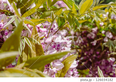 紫色の花を咲かす藤の花59 126034182