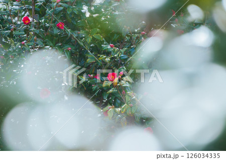 春の椿【長野県】 春の椿【長野県】 126034335