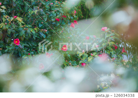 春の椿【長野県】 春の椿【長野県】 126034338