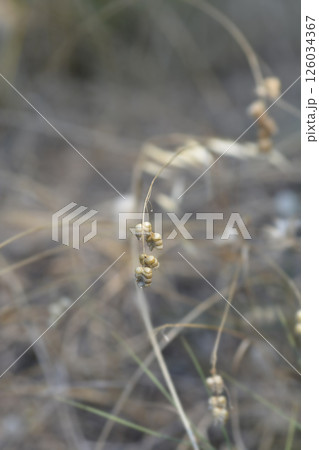 Large quaking grass 126034367