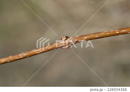 Old-fashioned weigela 126034388