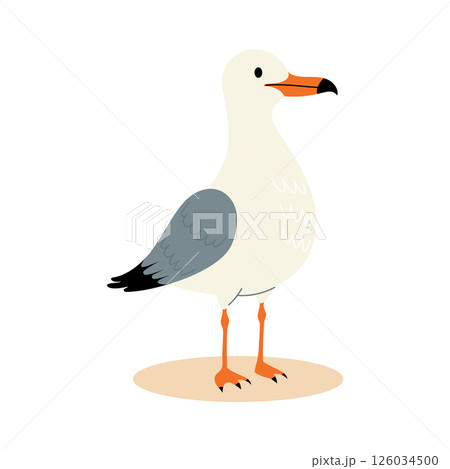 Beautiful Seabird Seagull. Vector illustration 126034500