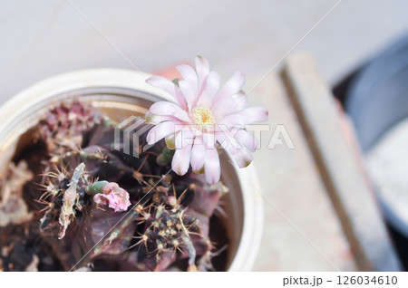 Gymnocalycium ,Gymnocalycium mihanovichii or gymnocalycium mihanovichii variegated with flower or cactus flower Gymnocalycium ,Gymnocalycium mihanovichii or gymnocalycium mihanovichii variegated with flower or cactus flower 126034610