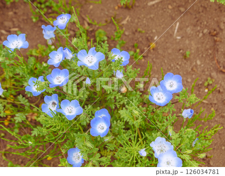 鼻高展望花の丘　ネモフィラの花22 126034781