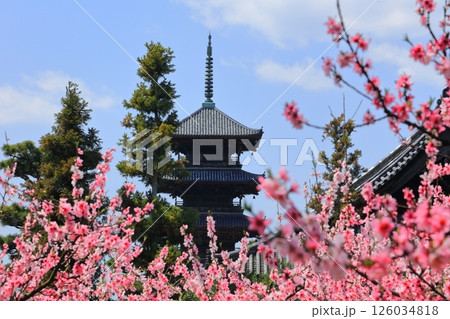 【岡山県】花桃が咲く春の備中国分寺（花桃と五重塔） 126034818
