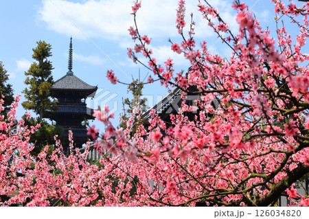 【岡山県】花桃が咲く春の備中国分寺（花桃と五重塔） 126034820