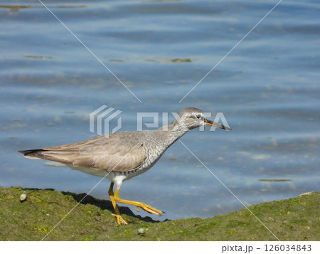 海沿いを歩くキアシシギ 126034843