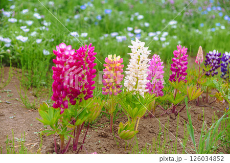 鼻高展望花の丘　ルピナス3 126034852