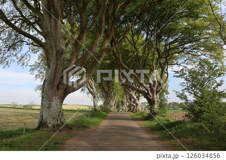 北アイルランド、ダーク・ヘッジズ 北アイルランド、ダーク・ヘッジズ 126034856