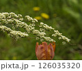 Branches of blooming spirea 126035320
