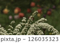 Branches of blooming spirea 126035323