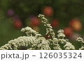 Branches of blooming spirea 126035324
