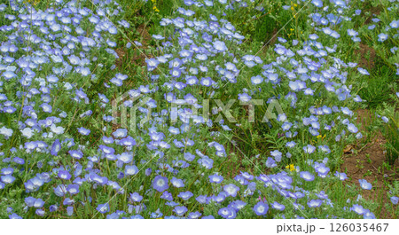 鼻高展望花の丘 ネモフィラの花2ー2 鼻高展望花の丘 ネモフィラの花2ー2 126035467