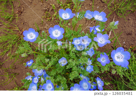 鼻高展望花の丘 ネモフィラの花2ー16 鼻高展望花の丘 ネモフィラの花2ー16 126035481