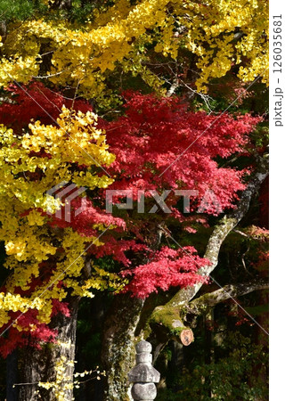 鮮やかな紅葉 126035681