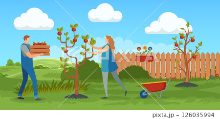 Woman picking apples from tree and man carrying wooden crate full of fruits. Harvesting in garden. Agricultural activities and seasonal work eco lifestyle. Cartoon flat style. Vector illustration Woman picking apples from tree and man carrying wooden crate full of fruits. Harvesting in garden. Agricultural activities and seasonal work eco lifestyle. Cartoon flat style. Vector illustration 126035994