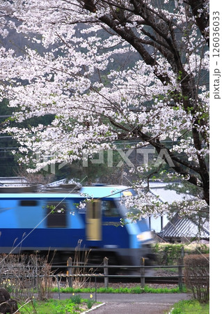 満開の桜の中を駆け抜けるEH200形電気機関車牽引の貨物列車_2025/4/19撮影 126036033