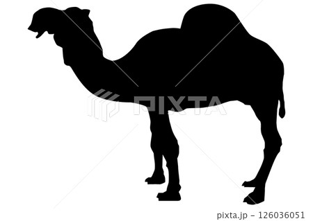 ラクダのシルエットのイラスト素材 ベクター ラクダのシルエットのイラスト素材 ベクター 126036051