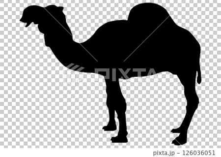 ラクダのシルエットのイラスト素材 ベクター ラクダのシルエットのイラスト素材 ベクター 126036051