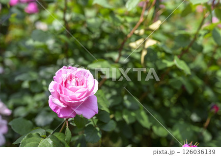ピンクのバラ バラの花 花 初夏 夏 素材 126036139