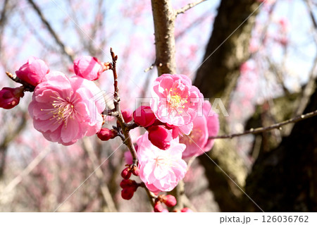 神戸市西区雌岡山（めっこうさん）梅林の梅花祭 126036762