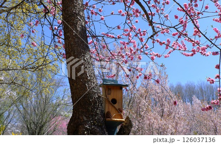 巣箱 花桃 桜 巣箱 花桃 桜 126037136