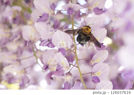 藤の花の蜜を吸う蜂　クマバチ　春 126037619