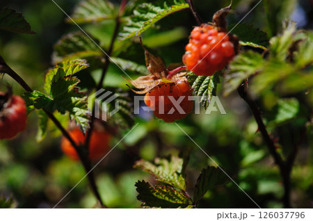 Wild raspberry in high altitude forest 126037796
