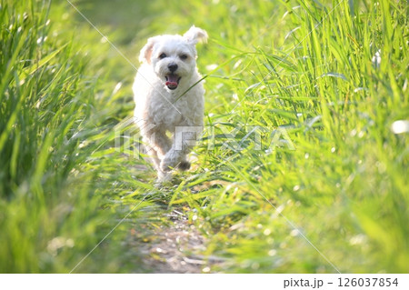 草原のマルプー 草原のマルプー 126037854
