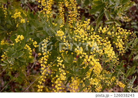 神戸布引ハーブ園のミモザ 126038243