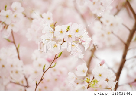 満開に咲いた桜 126038446